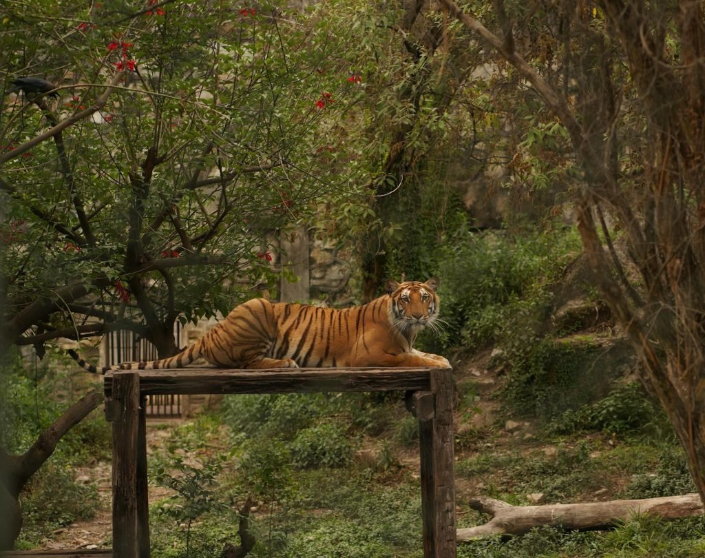 Bardiya Jungle Safari