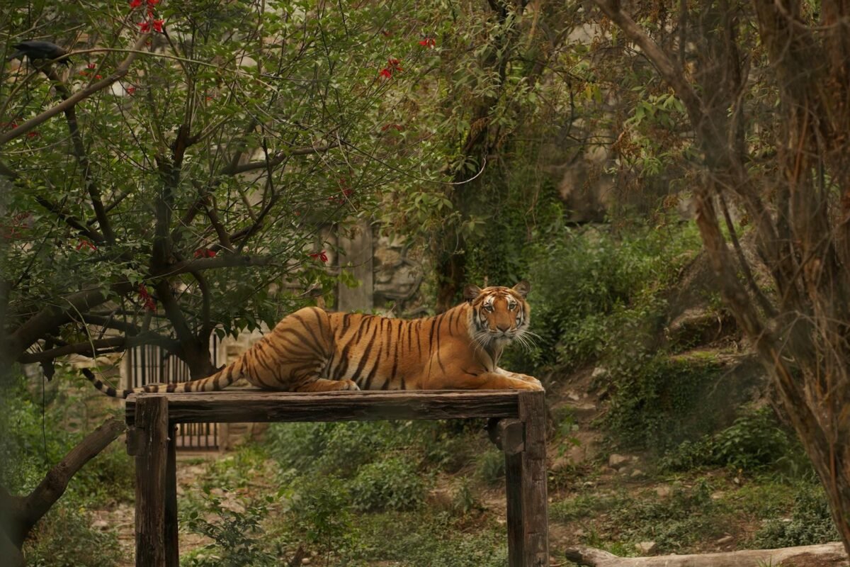 Bardiya Jungle Safari