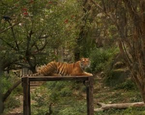 Bardiya Jungle Safari