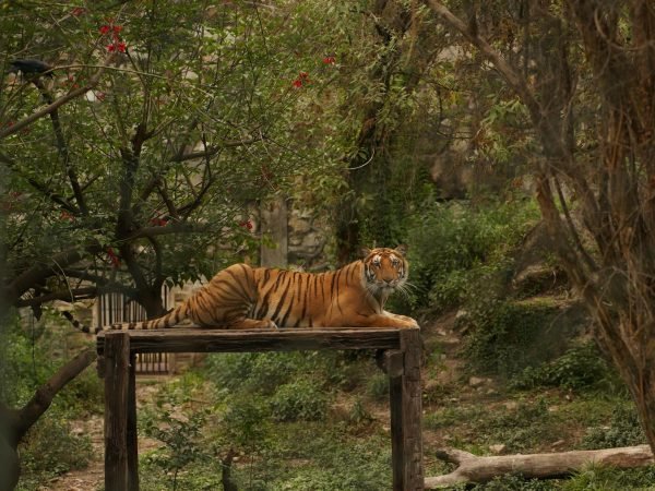 Bardiya Jungle Safari