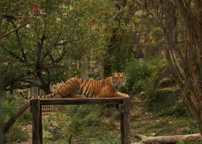 Bardiya Jungle Safari — 2