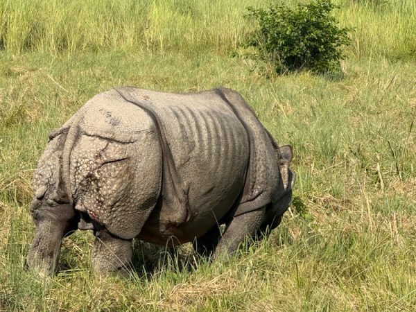 Chitwan Jungle Safari