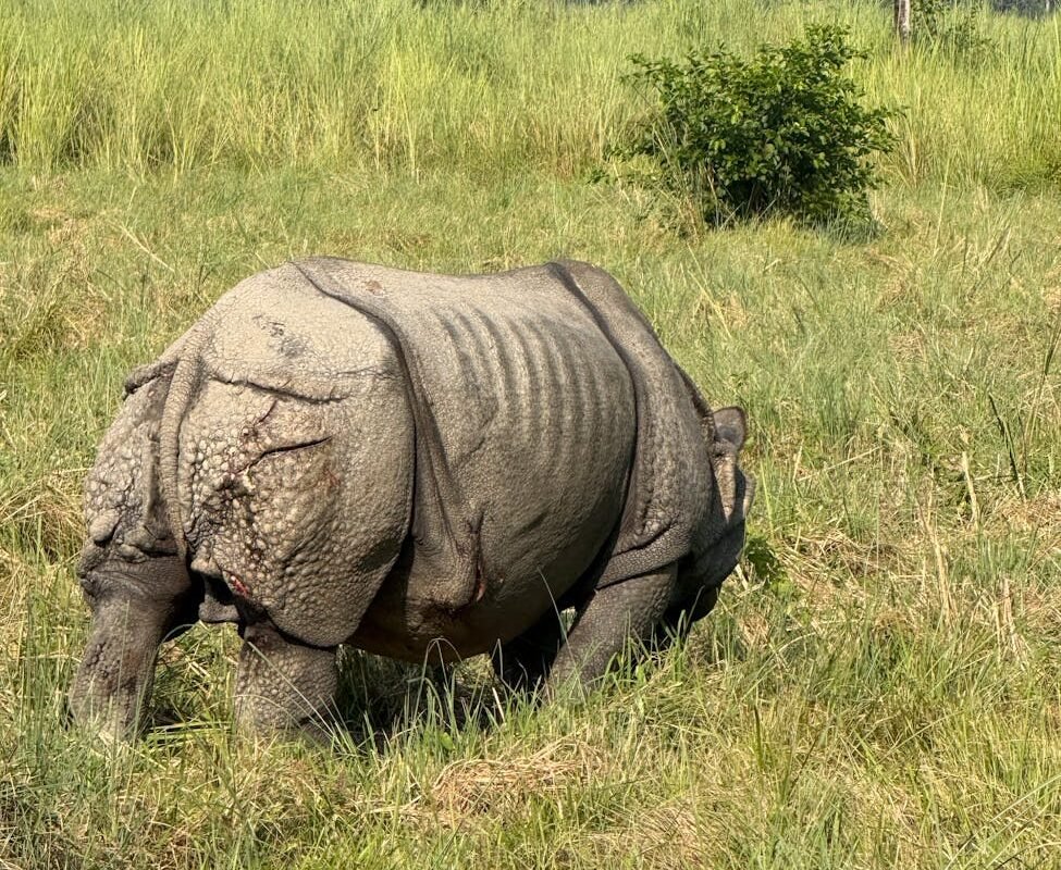 Chitwan Jungle Safari