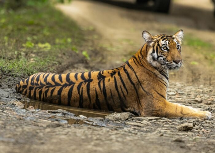 Chitwan Jungle Safari — 2