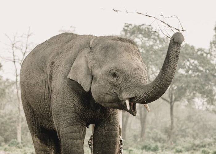 Chitwan Jungle Safari — 4